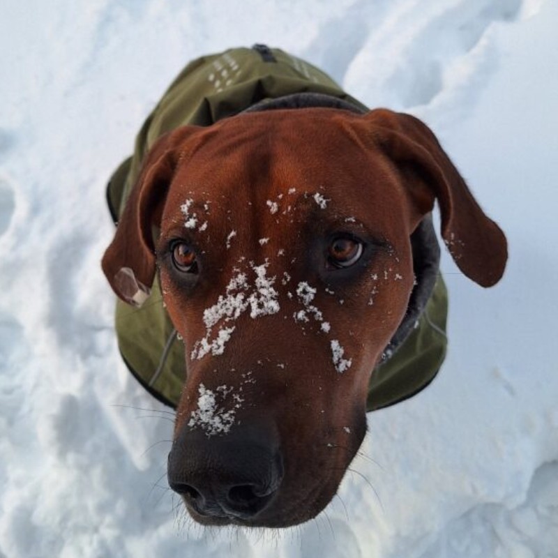 Image of the little ridgeback